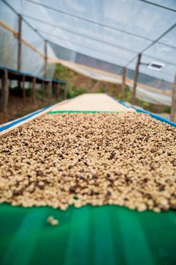 Çiftçi konsepti olgunlaşmış kahve tohumu robusta arabica üzümü. Taze yeşil yapraklı fasulye. Turuncu ekin sarı böğürtlen.