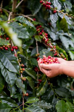 Çiftçi konsepti. Olgun kahve tohumu. Robusta arabica üzümü. Taze yeşil yaprak çekirdeği.