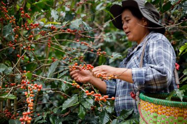 Çiftçi konsepti. Olgun kahve tohumu. Robusta arabica üzümü. Taze yeşil yaprak çekirdeği.
