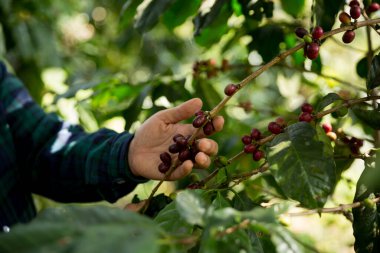 Çiftçi konsepti hasadı el hasadı kahve tohumu robusta arabica üzümü taze yeşil yaprak fasulyesi toplanıyor turuncu ekin sarısı böğürtlen toplanıyor ham bitki ağacı yetiştirme arka planı bulanık organik bahçe