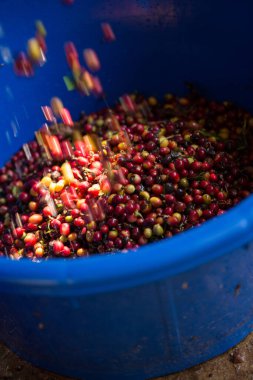 Akıllı çiftçilik teknikleri, kızartma makineleri kahve, güneş ışığı, güneş ışığı, güneş ışığı, tarım, çiftçi kavramını destekliyor.