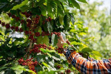 Çiftçi konsepti hasadı el hasadı kahve tohumu robusta arabica üzümü taze yeşil yaprak fasulyesi toplanıyor turuncu ekin sarısı böğürtlen toplanıyor ham bitki ağacı yetiştirme arka planı bulanık organik bahçe