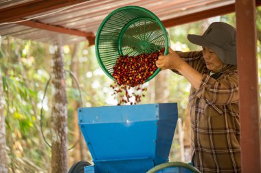 Akıllı çiftçi tekniklerini kapatın kahve makineleri kızartma aletleri kuru güneş ışınları güneş ışığı güneş ışığı taze bahçe tarımı çiftçi kavramı çiftliği arka planını bulanıklaştırıyor