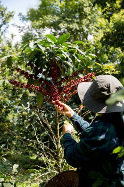 Çiftçi konsepti hasadı el hasadı kahve tohumu robusta arabica üzümü taze yeşil yaprak fasulyesi toplanıyor turuncu ekin sarısı böğürtlen toplanıyor ham bitki ağacı yetiştirme arka planı bulanık organik bahçe