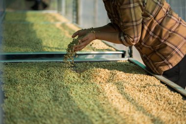 Akıllı çiftçi tekniklerini kapatın kahve makineleri kızartma aletleri kuru güneş ışınları güneş ışığı güneş ışığı taze bahçe tarımı çiftçi kavramı çiftliği arka planını bulanıklaştırıyor