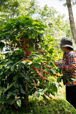Çiftçi konsepti hasadı el hasadı kahve tohumu robusta arabica üzümü taze yeşil yaprak fasulyesi toplanıyor turuncu ekin sarısı böğürtlen toplanıyor ham bitki ağacı yetiştirme arka planı bulanık organik bahçe