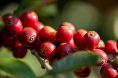 Çiftçi konsepti meyveli kahve tohumu robusta arabica üzümü. Taze yeşil yapraklı fasulye. Turuncu ekin sarı böğürtlen.