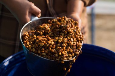 Akıllı çiftçi tekniklerini kapatın kahve makineleri kızartma aletleri kuru güneş ışınları güneş ışığı güneş ışığı taze bahçe tarımı çiftçi kavramı çiftliği arka planını bulanıklaştırıyor