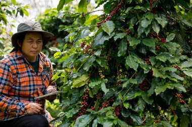 Çiftçi konsepti hasadı el hasadı kahve tohumu robusta arabica üzümü taze yeşil yaprak fasulyesi toplanıyor turuncu ekin sarısı böğürtlen toplanıyor ham bitki ağacı yetiştirme arka planı bulanık organik bahçe