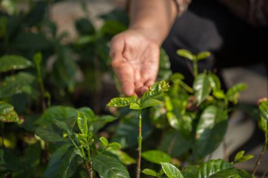 Akıllı el tarım teknikleri hidroponik taze bahçe tarım üretir çiftçi kavramı tohumlama kahve demliği taze yeşil bitki yetiştirme ağaç yetiştirme arka planda bulanık organik bahçe yetiştirme