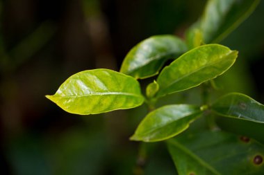Akıllı tarım teknikleri hidroponik taze bahçe tarım üretir çiftçi kavramını teşvik eder kahve demliği taze yeşil bitki yetiştirme çiftliği büyümesi bulanık arka plan organik bahçe ekin