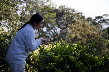 Taze yeşil çay hasadı üzerine kurulu iş konsepti organik çiftliği yeşil bahçeli sağlıklı bitki ağacı yapraklı eko bitkisel çiftçi yaprağı bulanık bitki örtüsü doğal bitkisel bitki örtüsü