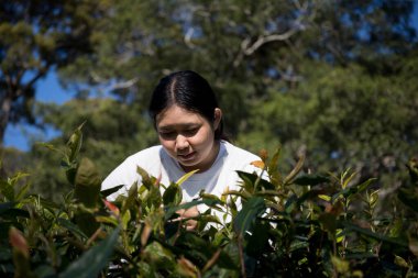 Taze yeşil çay hasadı üzerine kurulu iş konsepti organik çiftliği yeşil bahçeli sağlıklı bitki ağacı yapraklı eko bitkisel çiftçi yaprağı bulanık bitki örtüsü doğal bitkisel bitki örtüsü