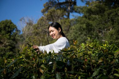 Taze yeşil çay hasadı üzerine kurulu iş konsepti organik çiftliği yeşil bahçeli sağlıklı bitki ağacı yapraklı eko bitkisel çiftçi yaprağı bulanık bitki örtüsü doğal bitkisel bitki örtüsü