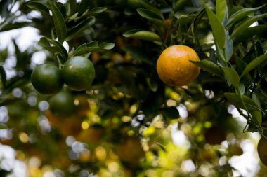 Ticari tarım portakal kavramı doğa meyve narenciye meyve bahçesi mandarin ağacı, canlı organik gür yapraklar arka planda çiftçi yeşil bahçe yaprağı olgun dallar bitki çiftçilik büyümesi yakın.
