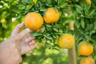 Olgun turuncu tarım kavramı çiftçi, meyve narenciyesi meyve bahçesi mandarin ağacı yetişen organik yapraklar, arka planda yeşil canlı bahçe yaprağı yaprakları, bitki örtüsü, yakın büyüme dalları.