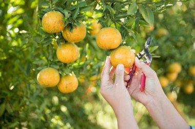 Olgun turuncu tarım kavramı çiftçi, meyve narenciyesi meyve bahçesi mandarin ağacı yetişen organik yapraklar, arka planda yeşil canlı bahçe yaprağı yaprakları, bitki örtüsü, yakın büyüme dalları.