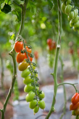 Akıllı tarım teknikleri hidroponik salata teknolojisi domates kırmızısı yeşil taze sürdürülebilir tarım sağlama sağlıklı beslenme desteği yerel çiftçiler gmo olmayan