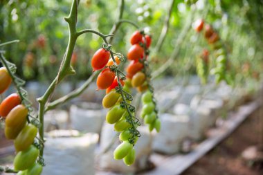 Akıllı tarım teknikleri hidroponik salata teknolojisi domates kırmızısı yeşil taze sürdürülebilir tarım sağlama sağlıklı beslenme desteği yerel çiftçiler gmo olmayan