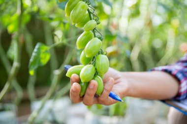 Akıllı tarım teknikleri hidroponik salata teknolojisi domates kırmızısı yeşil taze sürdürülebilir tarım sağlama sağlıklı beslenme desteği yerel çiftçiler gmo olmayan
