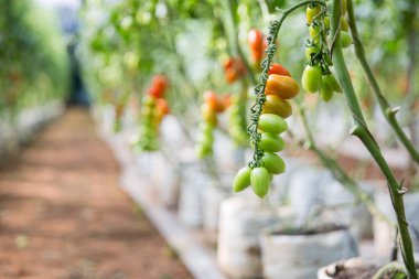 Akıllı tarım teknikleri hidroponik salata teknolojisi domates kırmızısı yeşil taze sürdürülebilir tarım sağlama sağlıklı beslenme desteği yerel çiftçiler gmo olmayan