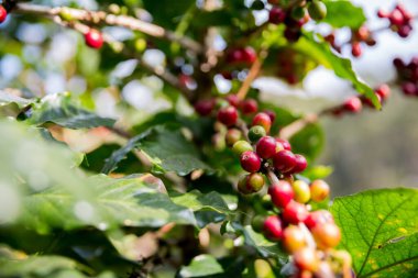 Çiftçi konsepti olgunlaşmış kahve tohumu robusta arabica üzümü. Taze yeşil yapraklı fasulye. Turuncu ekin sarı böğürtlen.