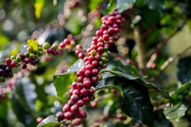 Çiftçi konsepti olgunlaşmış kahve tohumu robusta arabica üzümü. Taze yeşil yapraklı fasulye. Turuncu ekin sarı böğürtlen.