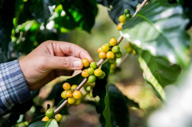 Çiftçi konsepti. Olgun kahve tohumu. Robusta arabica üzümü. Taze yeşil yaprak çekirdeği.