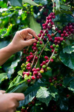 Çiftçi konsepti olgunlaşmış kahve tohumu robusta arabica üzümü. Taze yeşil yapraklı fasulye. Turuncu ekin sarı böğürtlen.