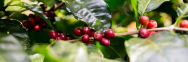 Çiftçi konsepti olgunlaşmış kahve tohumu robusta arabica üzümü. Taze yeşil yapraklı fasulye. Turuncu ekin sarı böğürtlen.
