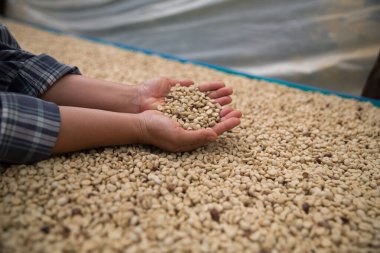 Çiftçi konsepti. Olgun kahve tohumu. Robusta arabica üzümü. Taze yeşil yaprak çekirdeği.