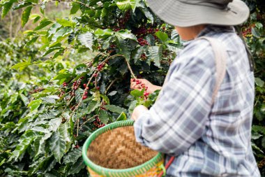 Çiftçi konsepti. Olgun kahve tohumu. Robusta arabica üzümü. Taze yeşil yaprak çekirdeği.