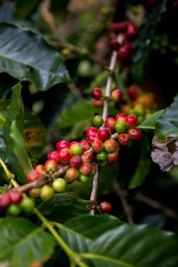 Çiftçi konsepti olgunlaşmış kahve tohumu robusta arabica üzümü. Taze yeşil yapraklı fasulye. Turuncu ekin sarı böğürtlen.