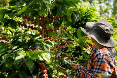 Çiftçi konsepti hasadı el hasadı kahve tohumu robusta arabica üzümü taze yeşil yaprak fasulyesi toplanıyor turuncu ekin sarısı böğürtlen toplanıyor ham bitki ağacı yetiştirme arka planı bulanık organik bahçe