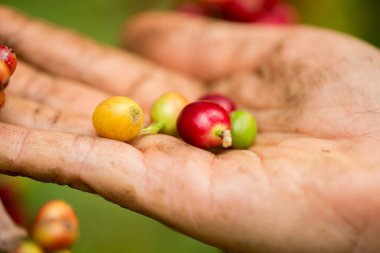 Çiftçi konsepti hasadı el hasadı kahve tohumu robusta arabica üzümü taze yeşil yaprak fasulyesi toplanıyor turuncu ekin sarısı böğürtlen toplanıyor ham bitki ağacı yetiştirme arka planı bulanık organik bahçe