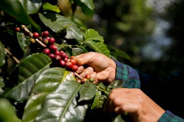 Çiftçi konsepti hasadı el hasadı kahve tohumu robusta arabica üzümü taze yeşil yaprak fasulyesi toplanıyor turuncu ekin sarısı böğürtlen toplanıyor ham bitki ağacı yetiştirme arka planı bulanık organik bahçe