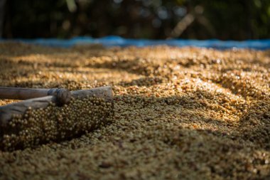 Akıllı çiftçilik teknikleri, kızartma makineleri kahve, güneş ışığı, güneş ışığı, güneş ışığı, tarım, çiftçi kavramını destekliyor.