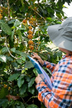 Çiftçi konsepti hasadı el hasadı kahve tohumu robusta arabica üzümü taze yeşil yaprak fasulyesi toplanıyor turuncu ekin sarısı böğürtlen toplanıyor ham bitki ağacı yetiştirme arka planı bulanık organik bahçe