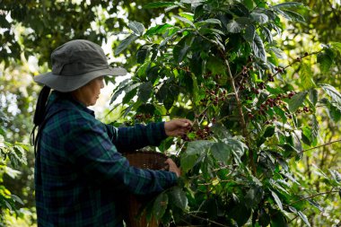 Çiftçi konsepti hasadı el hasadı kahve tohumu robusta arabica üzümü taze yeşil yaprak fasulyesi toplanıyor turuncu ekin sarısı böğürtlen toplanıyor ham bitki ağacı yetiştirme arka planı bulanık organik bahçe