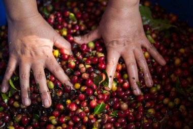 Çiftçi konsepti hasadı el hasadı kahve tohumu robusta arabica üzümü taze yeşil yaprak fasulyesi toplanıyor turuncu ekin sarısı böğürtlen toplanıyor ham bitki ağacı yetiştirme arka planı bulanık organik bahçe