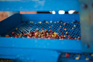 Akıllı çiftçilik teknikleri, kızartma makineleri kahve, güneş ışığı, güneş ışığı, güneş ışığı, tarım, çiftçi kavramını destekliyor.