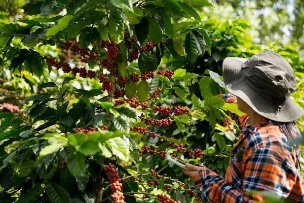 Çiftçi konsepti hasadı el hasadı kahve tohumu robusta arabica üzümü taze yeşil yaprak fasulyesi toplanıyor turuncu ekin sarısı böğürtlen toplanıyor ham bitki ağacı yetiştirme arka planı bulanık organik bahçe