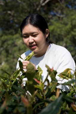Taze yeşil çay hasadı üzerine kurulu iş konsepti organik çiftliği yeşil bahçeli sağlıklı bitki ağacı yapraklı eko bitkisel çiftçi yaprağı bulanık bitki örtüsü doğal bitkisel bitki örtüsü
