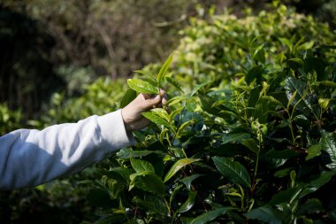 Taze yeşil çay hasadı üzerine kurulu iş konsepti organik çiftliği yeşil bahçeli sağlıklı bitki ağacı yapraklı eko bitkisel çiftçi yaprağı bulanık bitki örtüsü doğal bitkisel bitki örtüsü