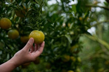 Olgun turuncu tarım kavramı çiftçi, meyve narenciyesi meyve bahçesi mandarin ağacı yetişen organik yapraklar, arka planda yeşil canlı bahçe yaprağı yaprakları, bitki örtüsü, yakın büyüme dalları.
