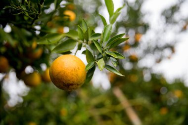 Ticari tarım portakal kavramı doğa meyve narenciye meyve bahçesi mandarin ağacı, canlı organik gür yapraklar arka planda çiftçi yeşil bahçe yaprağı olgun dallar bitki çiftçilik büyümesi yakın.