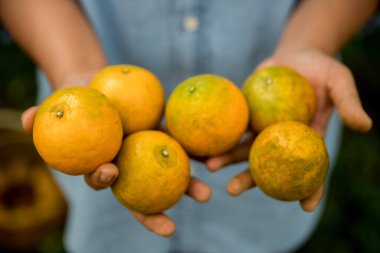 Olgun turuncu tarım kavramı çiftçi, meyve narenciyesi meyve bahçesi mandarin ağacı yetişen organik yapraklar, arka planda yeşil canlı bahçe yaprağı yaprakları, bitki örtüsü, yakın büyüme dalları.
