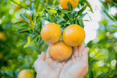 Olgun turuncu tarım kavramı çiftçi, meyve narenciyesi meyve bahçesi mandarin ağacı yetişen organik yapraklar, arka planda yeşil canlı bahçe yaprağı yaprakları, bitki örtüsü, yakın büyüme dalları.