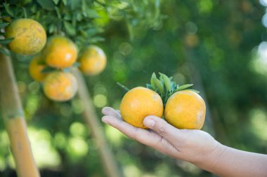Olgun turuncu tarım kavramı çiftçi, meyve narenciyesi meyve bahçesi mandarin ağacı yetişen organik yapraklar, arka planda yeşil canlı bahçe yaprağı yaprakları, bitki örtüsü, yakın büyüme dalları.