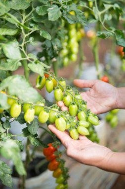 Akıllı tarım teknikleri hidroponik salata teknolojisi domates kırmızısı yeşil taze sürdürülebilir tarım sağlama sağlıklı beslenme desteği yerel çiftçiler gmo olmayan
